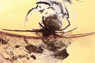 Detailed Fossil Spider (Araneae) In Baltic Amber #325435