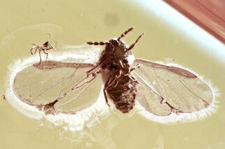 Detailed Fossil Aphid (Aphidoidea) w/ Spread Wings in Baltic Amber #325438