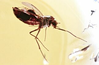 True Midge (Chironomidae) w/ Attached Parasitic Mites in Baltic Amber #325445