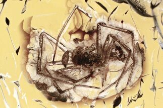 Detailed Fossil Spider (Araneae) In Baltic Amber #325450