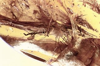 Fossil Dark-Winged Fungus Gnats and True Midges in Baltic Amber #325462