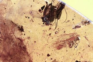 Fungus Gnat, Ant, Fly, Spider Exuvia, Mites, and Springtails in Amber #325464