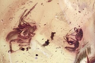 Detailed Fossil Spider and Ant In Baltic Amber #325479