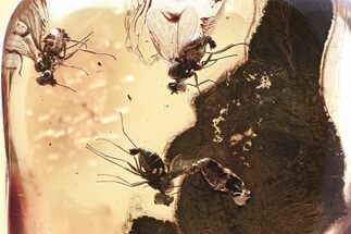 Detailed Fossil Flies (Dolichopodidae) In Baltic Amber #325486