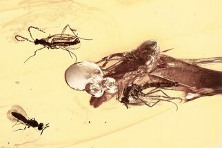Fossil Leafhopper, Biting Midge, Fungus Gnat & Wasp in Baltic Amber #325488