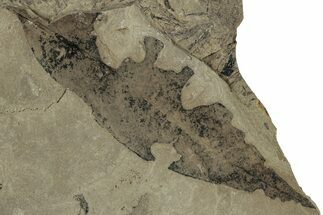Detailed Fossil Leaf (Allophylus) - Insect Predation! #325572