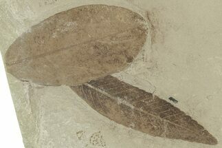 Fossil Leaf (Cedrelospermum & Leguminosites) Plate - Utah #325582