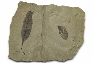 Fossil Leaf (Styrax & Caesalpinites) Plate - Utah #325591