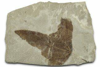 Fossil Sycamore (Macginitiea) Leaf - Green River Formation, Utah #325601