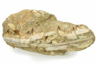 Fossil Mosasaur (Prognathodon) Upper Jaw in Situ - Morocco #325605
