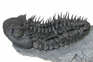 Spiny Drotops Armatus Trilobite - Issoumour, Morocco #325663