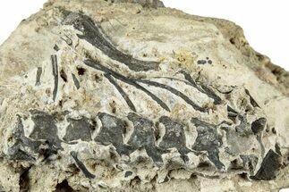 Permian Fossil Reptile Bones in Situ - Oklahoma #325689