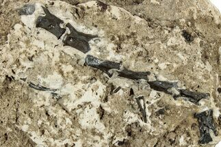 Permian Fossil Reptile Bones in Situ - Oklahoma #325690