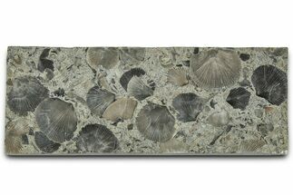 Fossil Brachiopod (Dalmanella) Plate - Indiana #325729