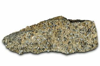 Fossil Freshwater Snails (Elimia) In Limestone - Wyoming #325730