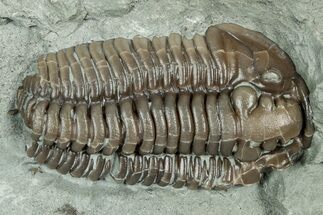 Long Prone Flexicalymene Trilobite - Indiana #325805