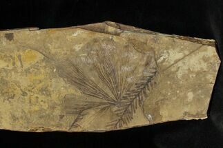 Ginko and Metasequoia Plant Fossils - Cache Creek #1121