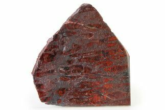 Polished Stromatolite (Collenia) Slab - Minnesota #326049