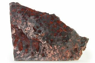 Stromatolites  For Sale