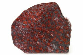 Polished Stromatolite (Collenia) Slab - Minnesota #326055