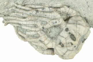 Fossil Crinoid (Cyathocrinites) - Indiana #326068