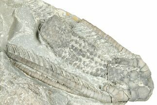 Fossil Crinoid (Histocrinus) - Indiana #326087