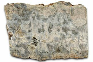Mesoproterozoic Stromatolite (Tungussia) Slab - Arizona #326183