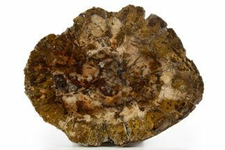 Beautiful Petrified Wood (Araucaria) Round - Madagascar #325564