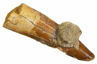 Fossil Spinosaurus Tooth - Real Dinosaur Tooth #326191