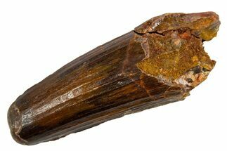 Fossil Spinosaurus Tooth - Real Dinosaur Tooth #326204