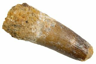 Fossil Spinosaurus Tooth - Feeding Worn Tip #326226