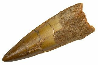 Fossil Spinosaurus Tooth - Real Dinosaur Tooth #326233