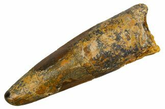 Fossil Spinosaurus Tooth - Real Dinosaur Tooth #326242