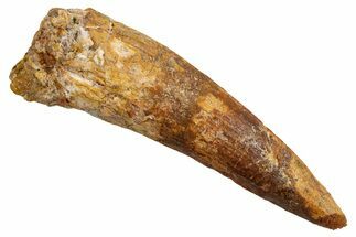 Fossil Spinosaurus Tooth - Real Dinosaur Tooth #326250