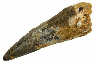 Fossil Spinosaurus Tooth - Real Dinosaur Tooth #326251