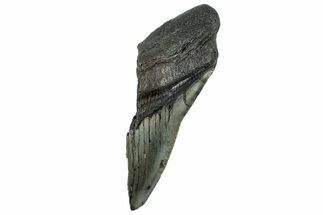 Partial Fossil Megalodon Tooth - Serrated Edge #320661