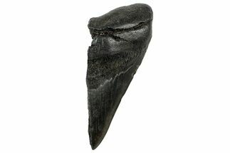 Partial, Fossil Megalodon Tooth - South Carolina #320663