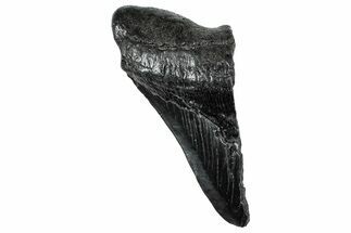 Partial Fossil Megalodon Tooth - South Carolina #320681