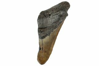 Partial Fossil Megalodon Tooth - South Carolina #320685