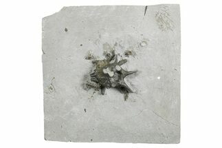 Fossil Crinoid (Gilbertsocrinus) Crown - Silica Shale, Ohio #326039