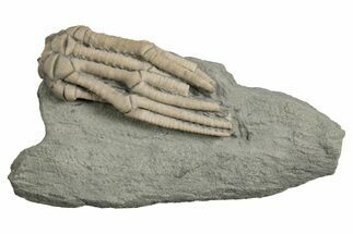 Fossil Crinoid (Abrotocrinus) - Indiana #326077