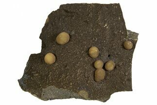 Globular Brown Calcite Formations on Basalt - Italy #325614