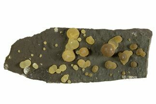 Globular Yellow-Brown Calcite Formations on Basalt - Italy #325621