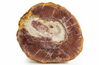 Beautiful Petrified Wood (Araucaria) Round - Madagascar #325554