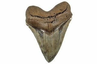 Serrated, Fossil Megalodon Tooth - South Carolina #325748