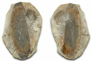 Macroneuropteris Fern Fossil Pos/Neg - Mazon Creek #325852