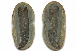 Plant Fossils For Sale