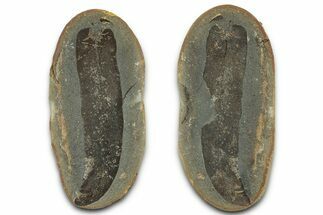 Macroneuropteris Fern Fossil Pos/Neg - Mazon Creek #325860