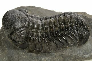 Detailed Austerops Trilobite - Ofaten, Morocco #325980