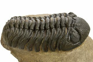 Detailed Phacopid (Morocops) Trilobite - Foum Zguid, Morocco #325883